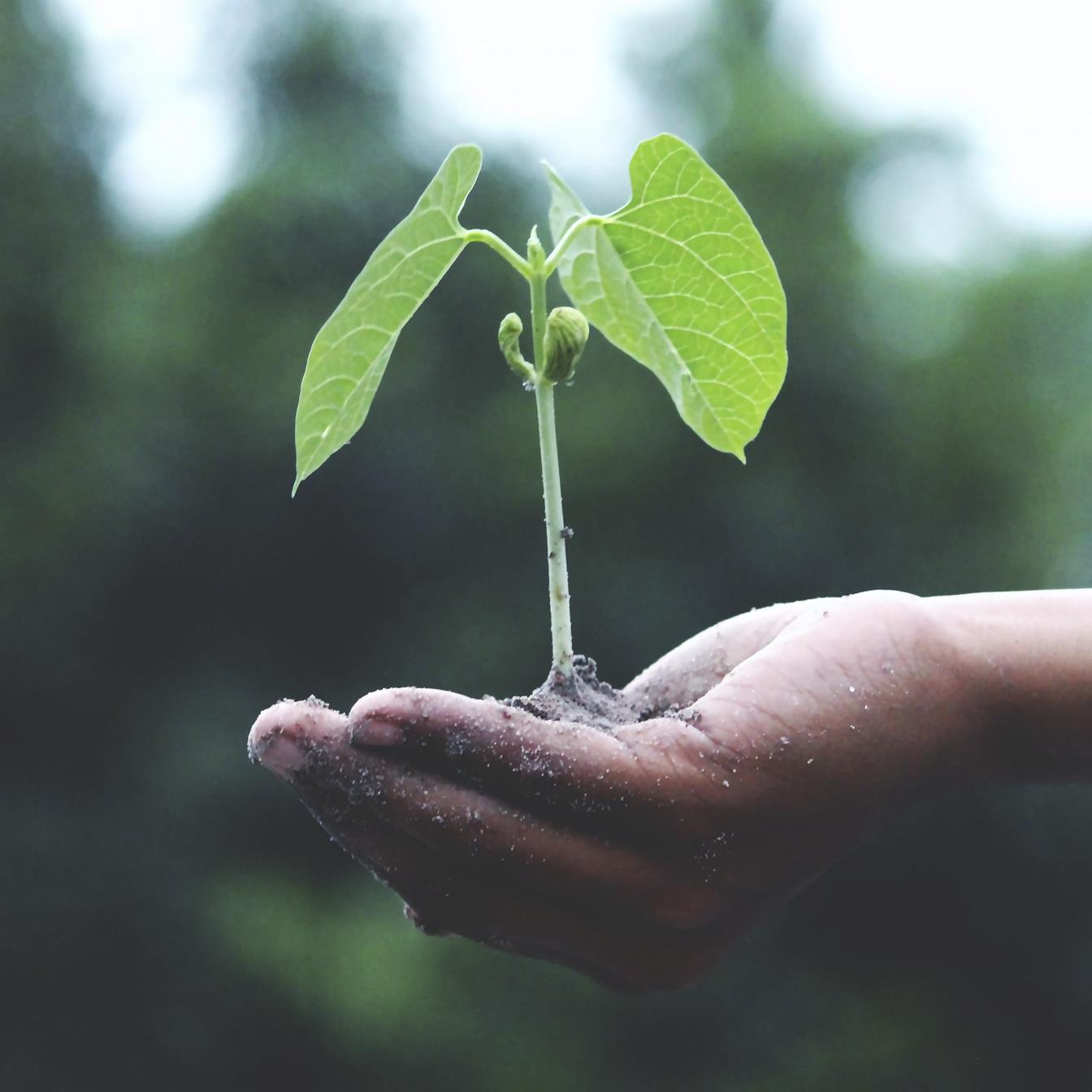 Sustainability_05_SmallPicture-01